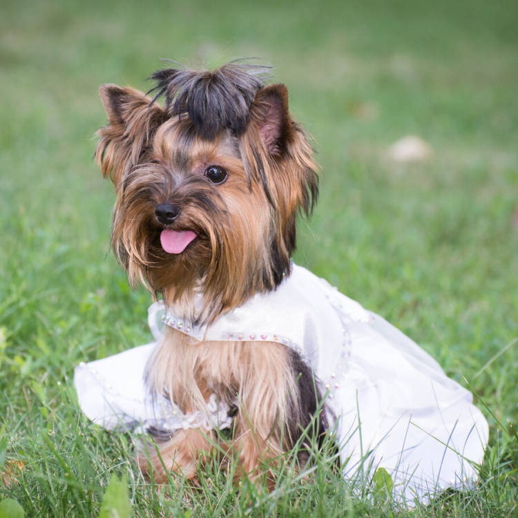 5 Vital Tips to Plan a Successful Dog-Friendly Wedding Day
